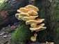Sárga gévagomba (Laetiporus sulphureus), Budai-hegység
